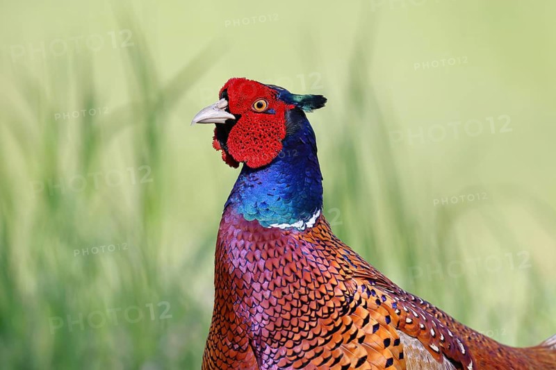 Pheasant, common pheasant (Phasianus colchicus), adult male bird in a meadow, animal portrait, wildlife, Lembruch, Ochsen Moor, Dümmer nature park Park, Lower Saxony, Germany