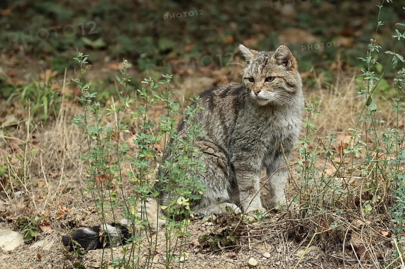 A wildcat rests in its natural habitat, surrounded by meadows and shrubs, European wildcat (Felis silvestris), alert, in captivity, Bavaria, Germany
