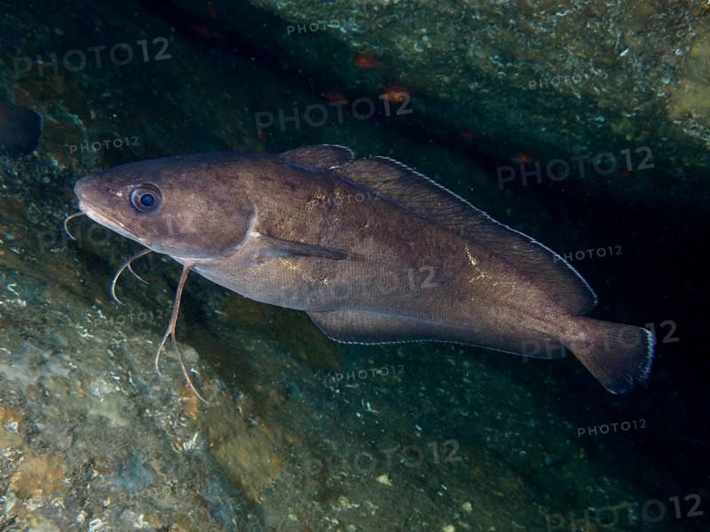 A Phycis phycis swims in a dark underwater cave at the Cap de Creus Marine Protected Area dive site, Rosas, Costa Brava, Spain, Mediterranean Sea