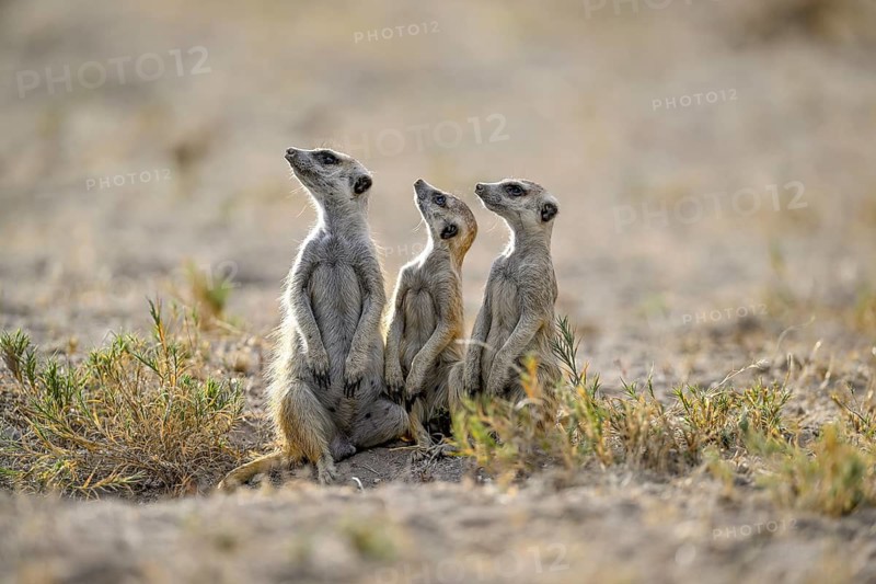 Meerkats or suricates (Suricata suricatta), Makgadikgadi Salt Pans, Makgadikgadi Pans National Park, Central District, Botswana