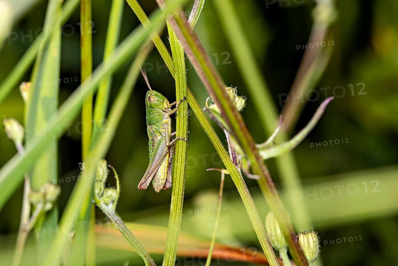 A green grasshopper perched on blades of grass in a natural setting: the Large gold grasshopper near Herleshausen, Germany (Chrysochraon dispar)