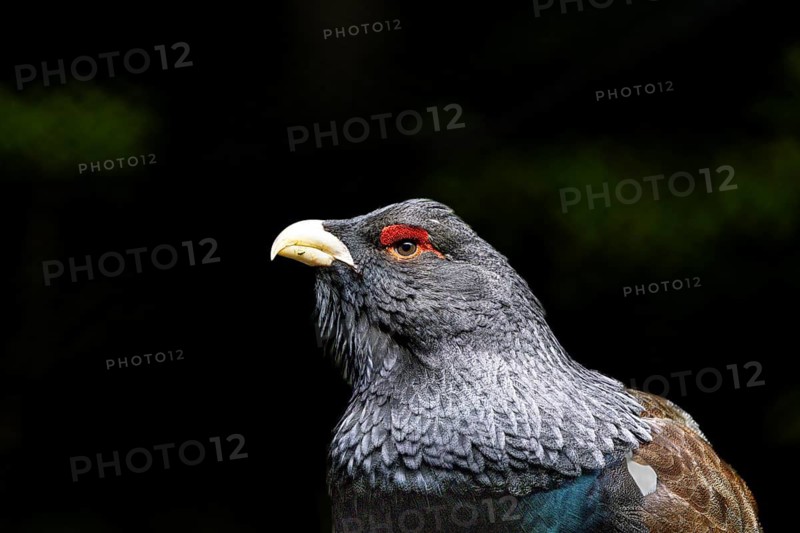 Close-up of a bird with a red eye patch and grey plumage against a dark background, capercaillie (Tetrao urogallus), animal portrait, mating season, Black Forest, Baden-Württemberg, Germany