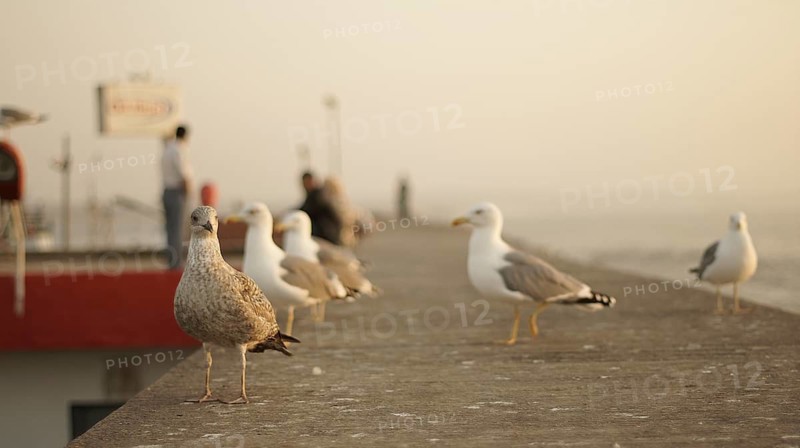 Seagulls (larinae) standing on a pier at sunset with blurred background, Essaouira, Morocco