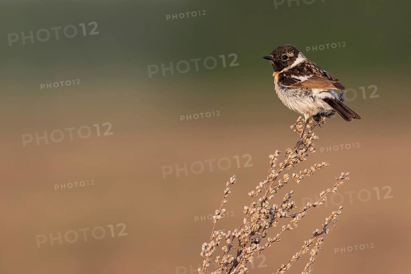Siberian Stonechat - Pallasschwarzkehlchen - Saxicola maurus, Russia (Ural), 2nd cy male