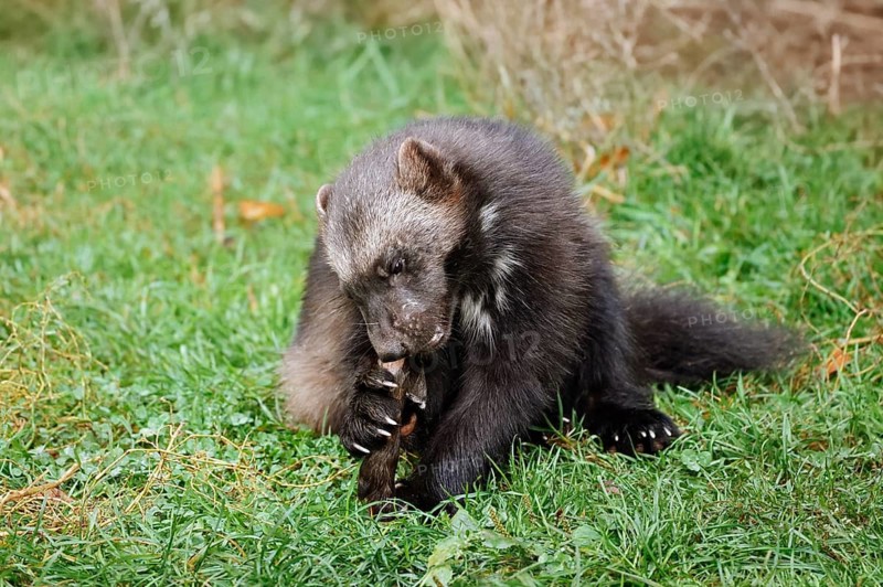 Wolverine or bear marten (Gulo gulo) sits feeding in a meadow, captive, Germany
