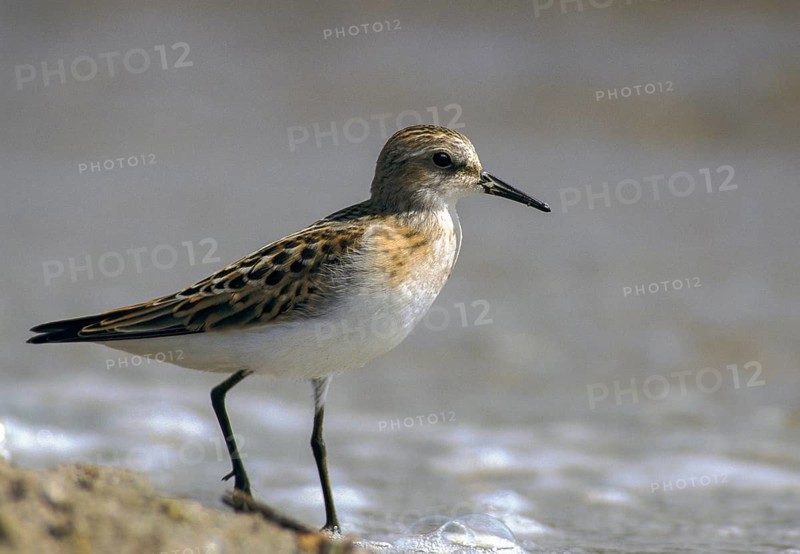 Calidris minuta, little stint, dwarf sandpipers, birds, charadriiformes, limikolen, resting dress, snipe birds, scolopacidae, birds, waders, waders