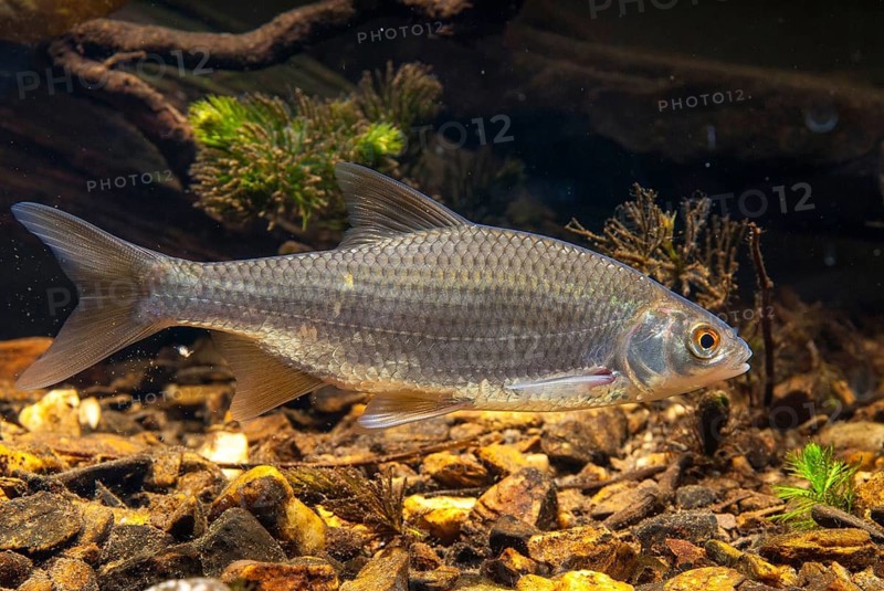 Roach, rutilus rutilus, swan, feather, fish, fishes, pisces