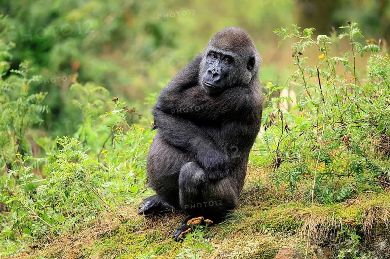 Western gorilla (Gorilla gorilla), juvenile, one year old, sitting on the ground, alert