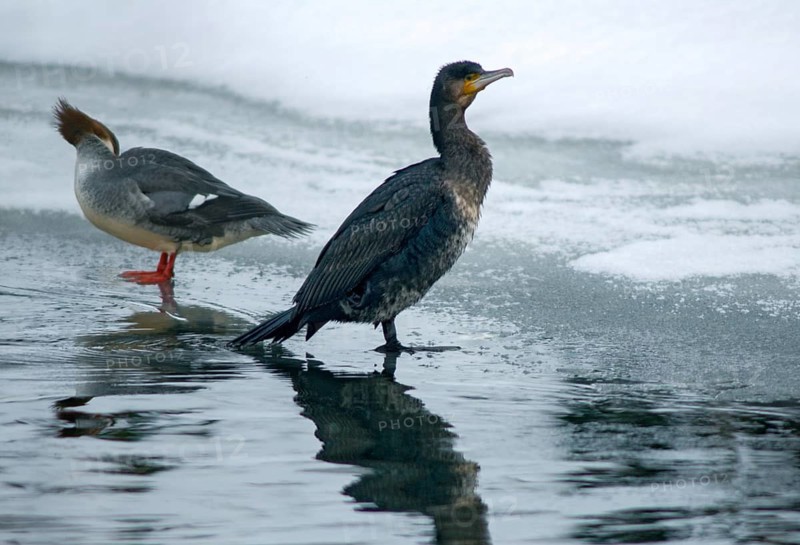 Black shag, cormorant, goosander, goosäger, cormorant, phalacrocorax carbo, anatidae, birds, duck birds, leo, pelecaniformes, ropedes, sawers, birds, waterbirds, waterbirds, winter