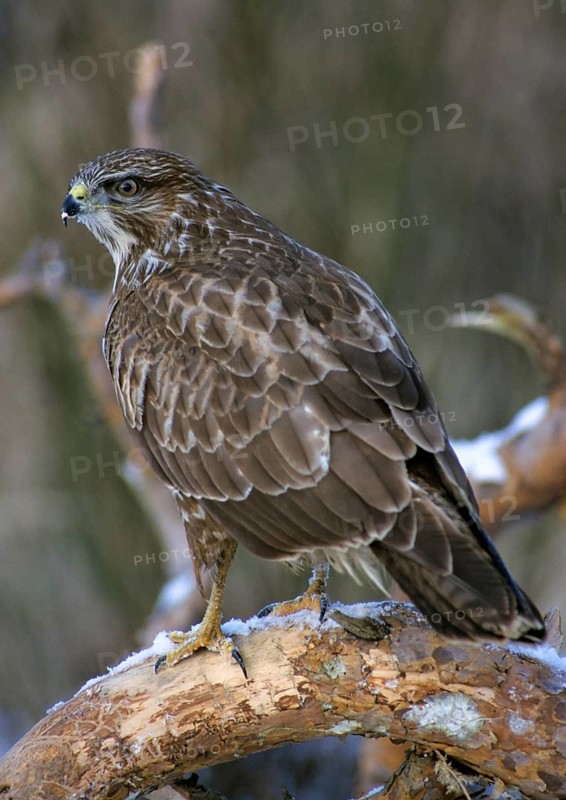 Accipitriformes, buzzard, buteo buteo, buzzard, buzzard, birds of prey, high size, portrait format, leo, raptor, raptors, birds, winter