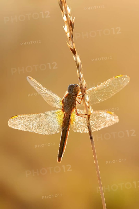 Scarlet Dragonfly (Crocothemis erythraea), female in backlight, North Rhine-Westphalia, Germany