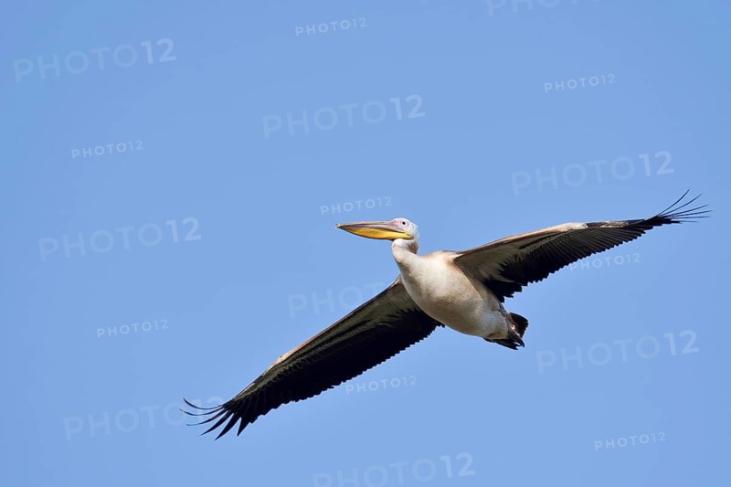 Pink pelican (Pelecanus onocrotalus), immature, flying, Greece