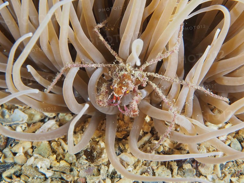 Crab, long-legged ghost crab (Macropodia), well camouflaged amongst the tentacles of a sea anemone on the seabed, dive site: Cap de Creus Marine Reserve, Rosas, Costa Brava, Spain, Mediterranean Sea