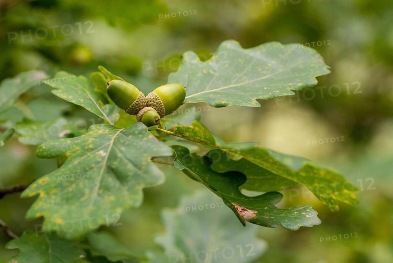 Beech family, Cornish oak, Fagaceae, Irish oak, Quercus petraea, grape oak, tree, trees, durmast oak, oak, flora, fruits, plants, plants, sessile oak, tree