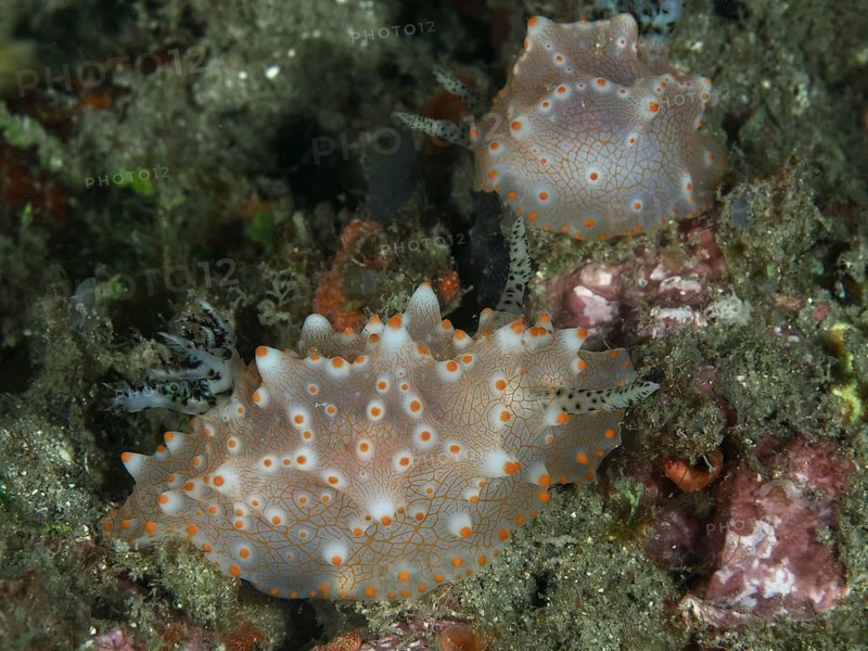 Two nudibranchs with orange spots, the Batangas Halgerda (Halgerda batangas), on a coral reef, set against the underwater landscape, at the Twin Reef dive site, Penyapangan, Bali, Indonesia
