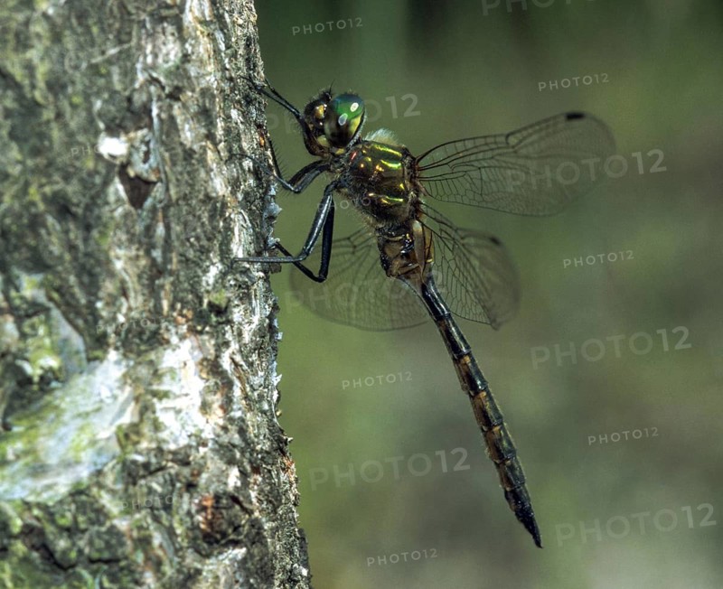 Spotted emerald dragonfly, somatochlora flavomaculata, yellow-spotted emerald, anisoptera, damselflies, dragonflies, insects, leo, dragonflies, male, odonata