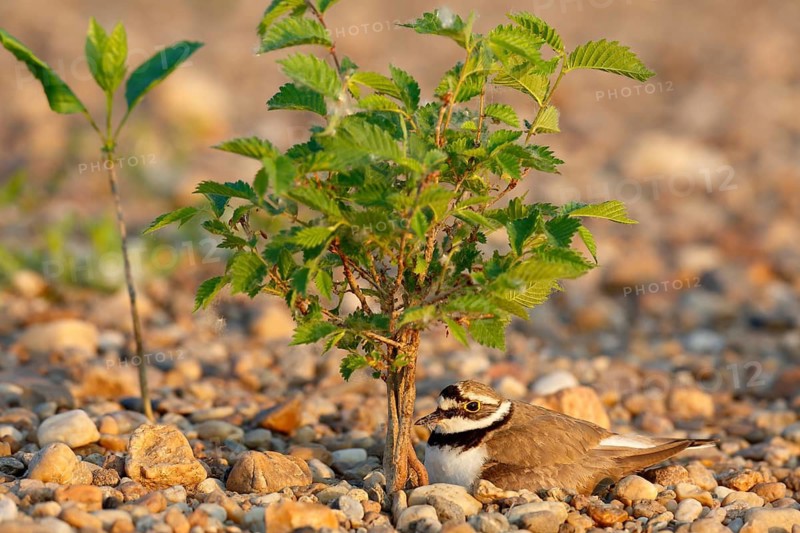 Little Ringed Plover (Charadrius dubius) on nest, Saxony-Anhalt, Germany