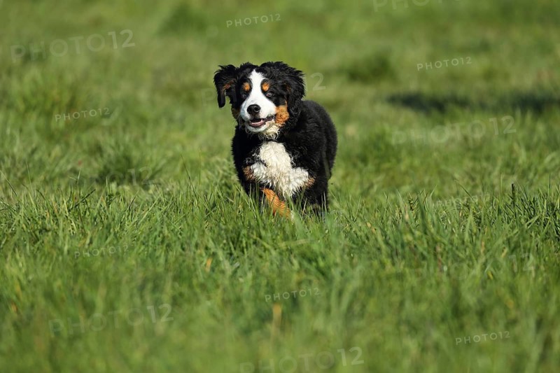 A cheerful Bernese cattle dog runs across a meadow in the sunshine, a Bernese cattle dog (Canis lupus familiaris) plays in a meadow, running, puppy, young dog, Baden-Württemberg, Germany