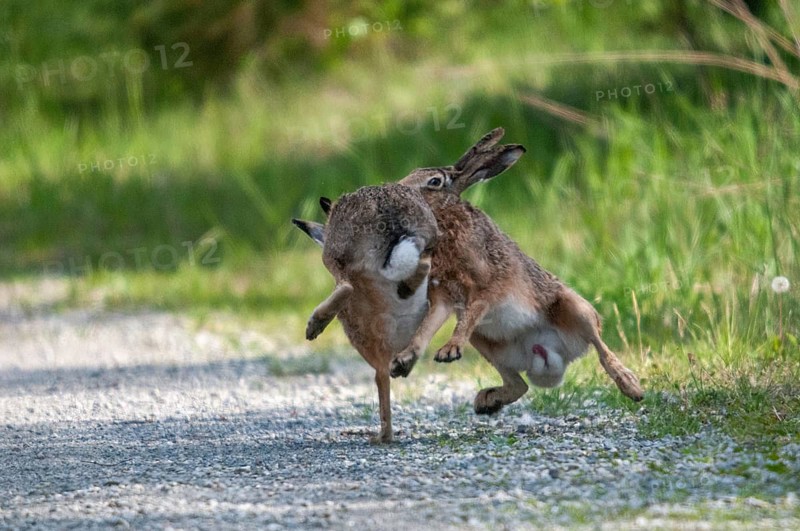 Brandenburg, European hare, hare, Germany, hares, lagomorpha, lepus europaeus, nabu, national natural heritage, natural paradise Grünhaus, post-mining landscape, bunny, green house, hare, mammals, mammals, mammals