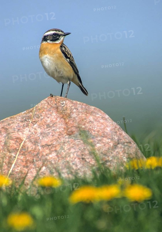 Whinthroat, saxicola rubetra, whinchat, birds, high size, portrait format, male, passeri, songbirds, birds