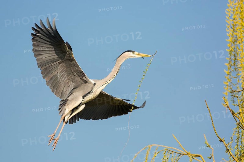 Grey Heron (Ardea cinerea) flying, Baden-Wuerttemberg, Germany