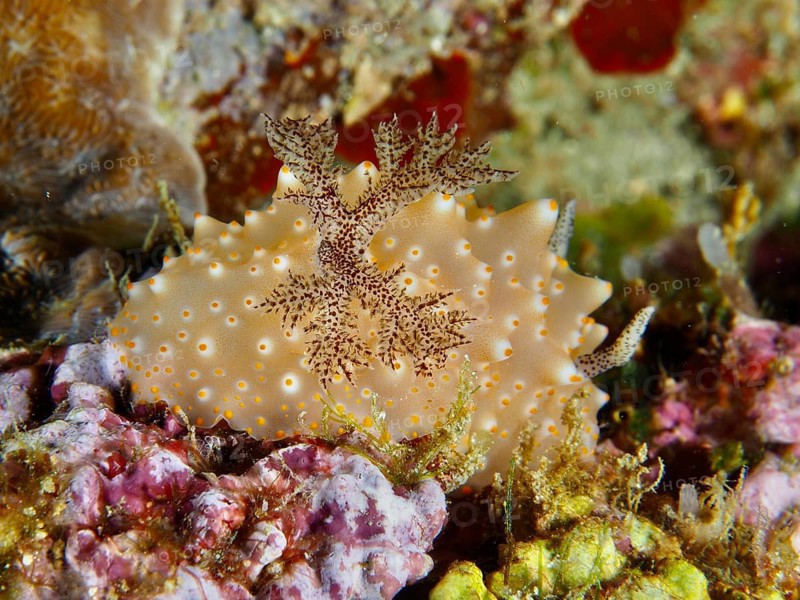 Nudibranch with natural patterns, the Batangas Halgerda, nestled amongst marine vegetation on a reef, Twin Reef dive site, Penyapangan, Bali, Indonesia