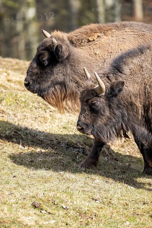 European bison (Bison bonasus) on a meadow, Bavaria, Germany