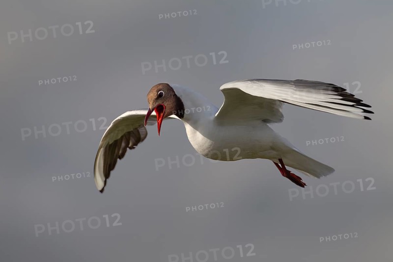 With their loud cries, black-headed gulls (Chroicocephalus ridibundus) are in constant contact with their fellow gulls: summer plumage, gull cry, gull call, photo in flight, beach bird, coastal bird, July, Germany