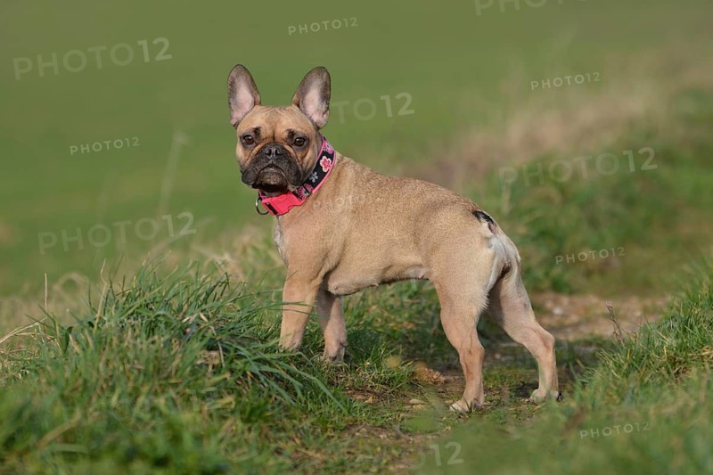 Cute young fawn colored French Bulldog dog with pink collar standing tanding on grass meadow, looking at camera