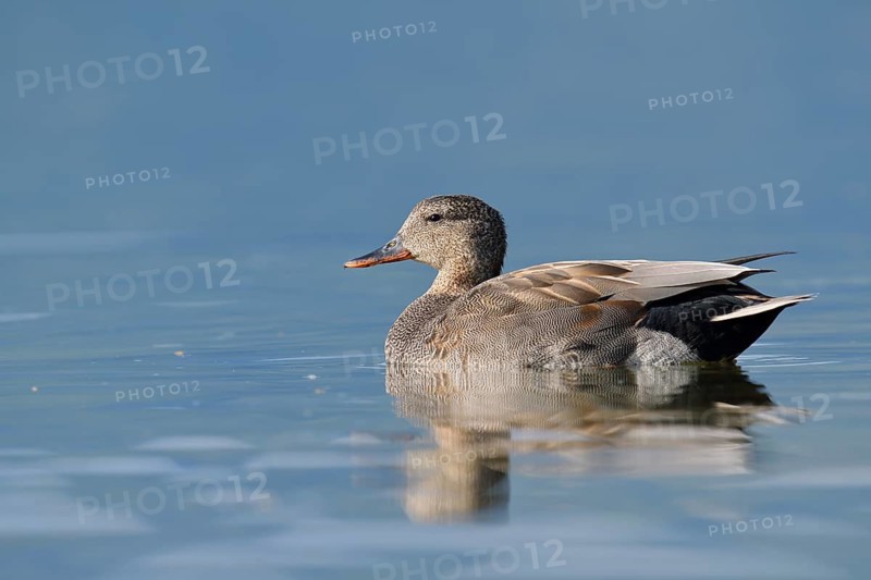 Gadwall (Mareca strepera), drake swimming, Lake Constance, Baden-Württemberg, Germany