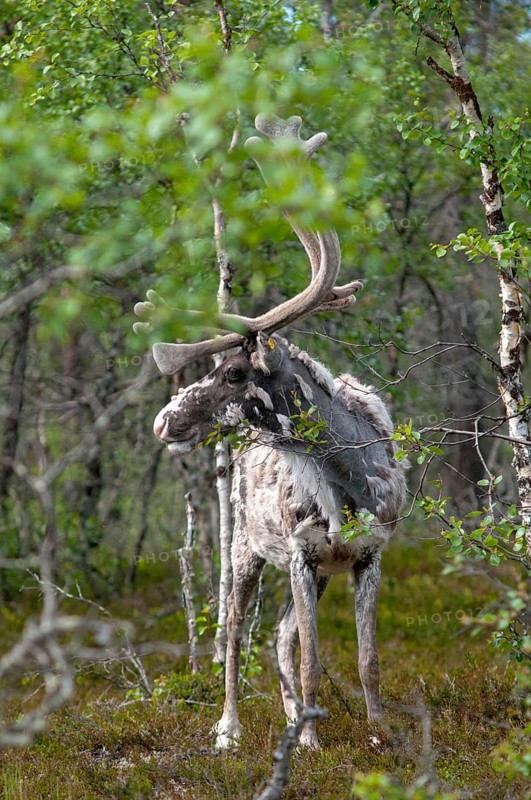 Artiodactyla, even-toed ungulate, Finland, cloven-hoofed, rangifer tarandus, reindeer, reindeer, high size, portrait format, mammals, mammals