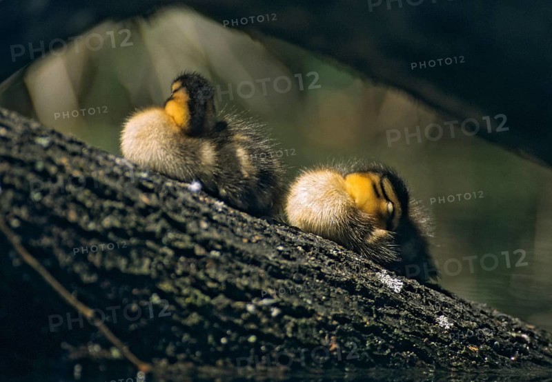 Anas platyrhynchos, dune cub, mallard, mallard, anatidae, birds, ducks, ducks, ducks, leo, pullus, resting, sleep, birds, waterbirds