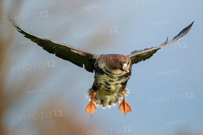 Greater White-fronted Goose (Anser albifrons) flying, North Rhine-Westphalia, Germany