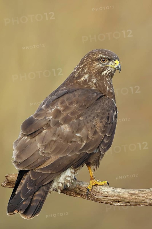 Common buzzard (Buteo buteo), sitting on a branch, Wilnsdorf, North Rhine-Westphalia, Germany