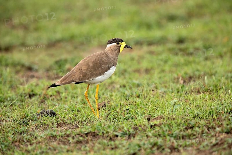 Yellow-wattled Lapwing (Vanellus malabaricus) perched on the ground, Udawalawe National Park, Sri Lanka