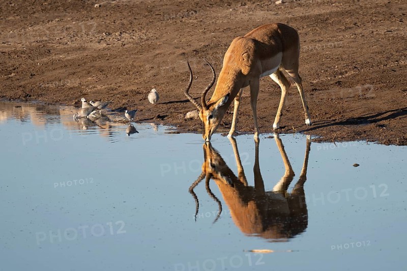 Black-nosed impala (Aepyceros melampus petersi) at a waterhole with a reflection, Etosha National Park, Namibia
