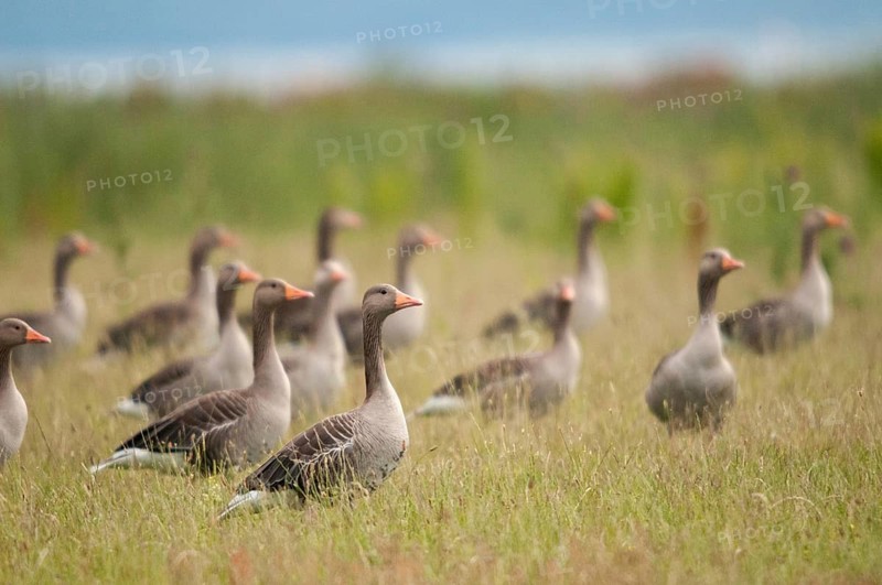Anser Anser, Greylag or Graylag Goose, Grelag Goose, Anatidae, Birds, Duckbirds, Goose, Geese, Birds, Waterbirds