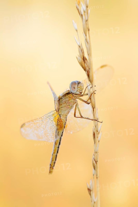 Scarlet Dragonfly (Crocothemis erythraea), female, North Rhine-Westphalia, Germany