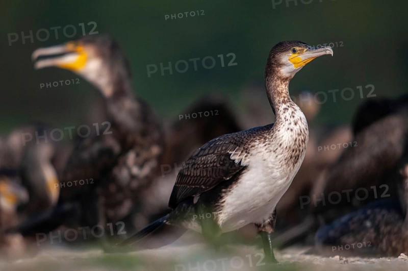 Black shag, cormorant, phalacrocorax carbo, birds, adolescent, juvenile, pelecaniforms, ropedes, birds, waterbirds, waterbirds, waterbirds