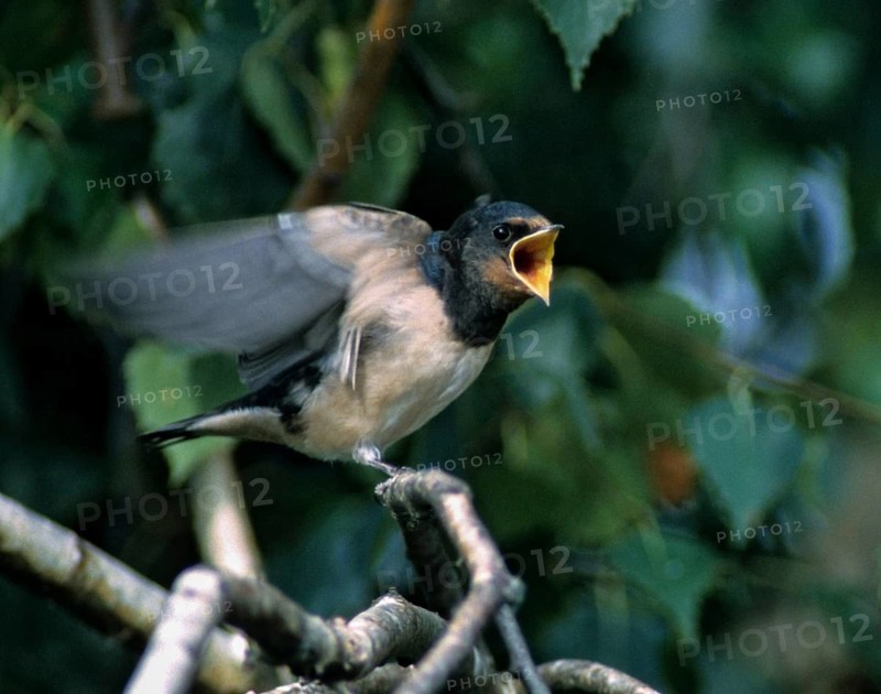 Hirundo rustica, house martin, swallow, birds, feeding, adolescent, juvenile, passeri, swallows, songbirds, songbirds, birds