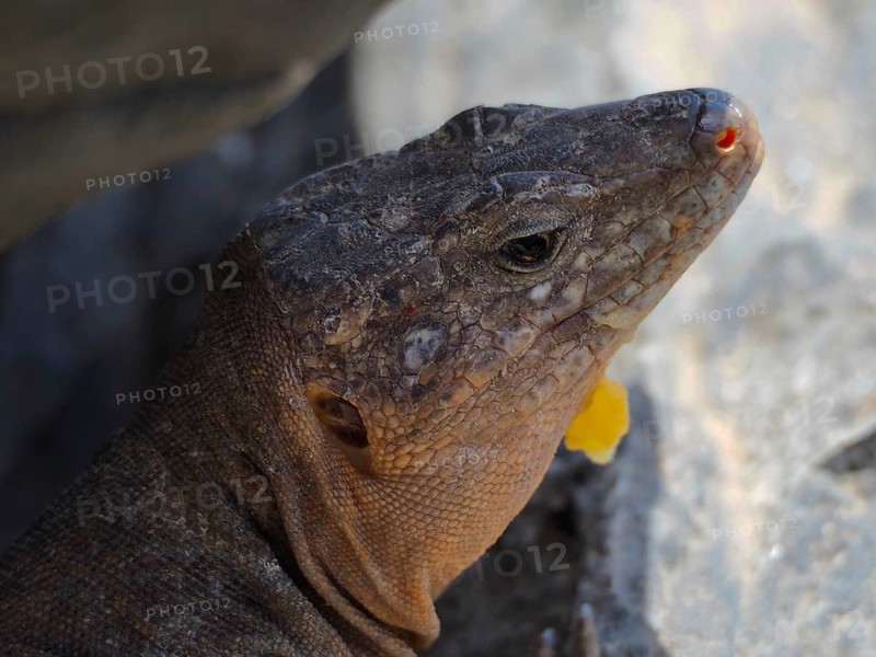 Close-up of the head of a Gran Canaria giant lizard (Gallotia stehlini) on a rock, showing its distinctive facial features, Gran Canaria, Spain