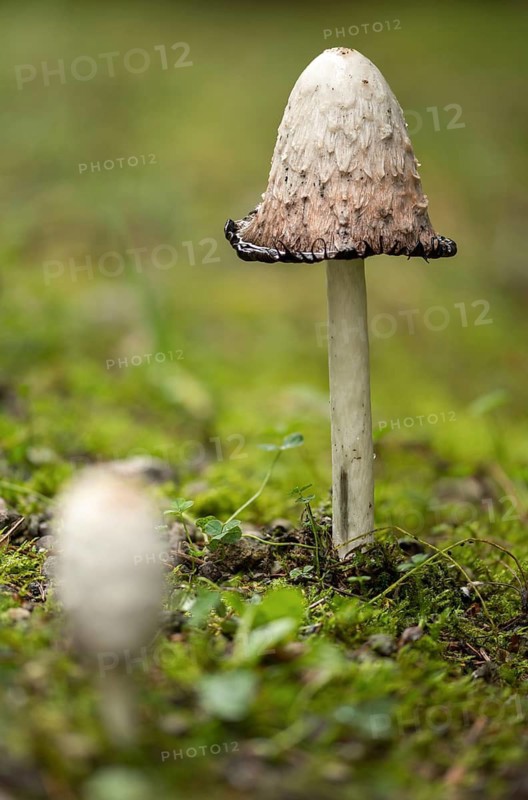 Agaricales, Coprinus Comatus, Coprinus Ovatus, Coprinus Porcellanus, Egg Tinting, Lawyer's Wig, Porcelain Tinting, Crested Tinting, Shaggy Ink Cap, Shaggy Mane, Asparagus Mushroom, Fungus, Fungus, High Size, Portrait, Mushrooms