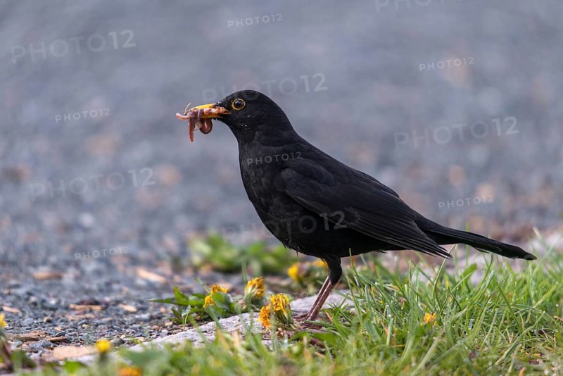 Blackbird, blackbird, earthworm, lumbricidae, turdus merula, birds, foraging, foraging, passeri, earthworm, songbirds, birds