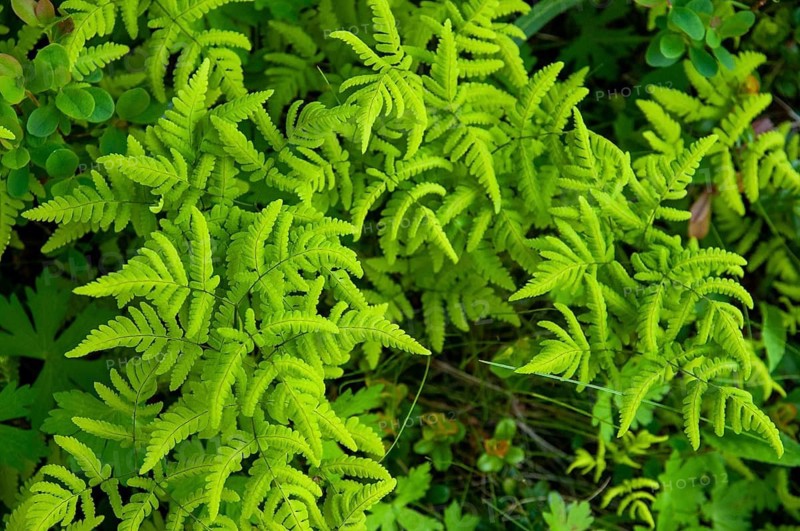 Dryopteridaceae, oak fern, Finland, gymnocarpium dryopteris, eyelash fern, woodsiaceae, worm fern, fern, flora, northern oak fern, oak fern, plants, western oakfern