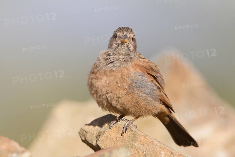 House Bunting (Emberiza sahari) female, Morocco