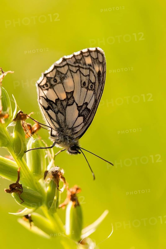 Board game, women's board, marbled white, melanargia galathea, checkerboard, butterfly, high size, portrait format, insects, butterfly, butterfly, butterfly