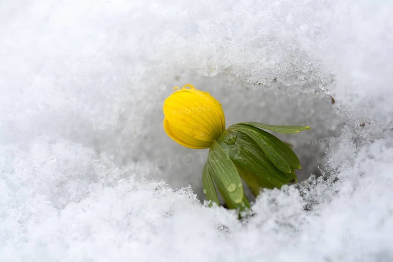 Eranthis hyemalis, buttercup family, ranunculaceae, winterling, flora, plants, plants, snow, winter, winter aconite