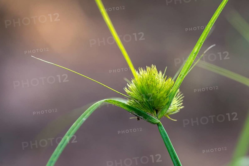 Bohemian sedge, carex bohemica, carex cyperoides, cyperaceae, sour grasses, cyprus grass harrow, flora, plants, sedges