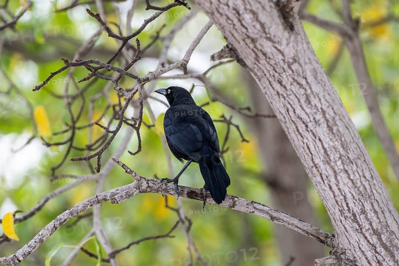 Black grackle (Quiscalus lugubris), Curacao