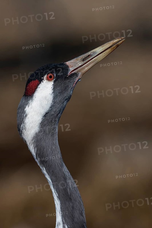 Common crane (Grus grus), Hornborga, Sweden